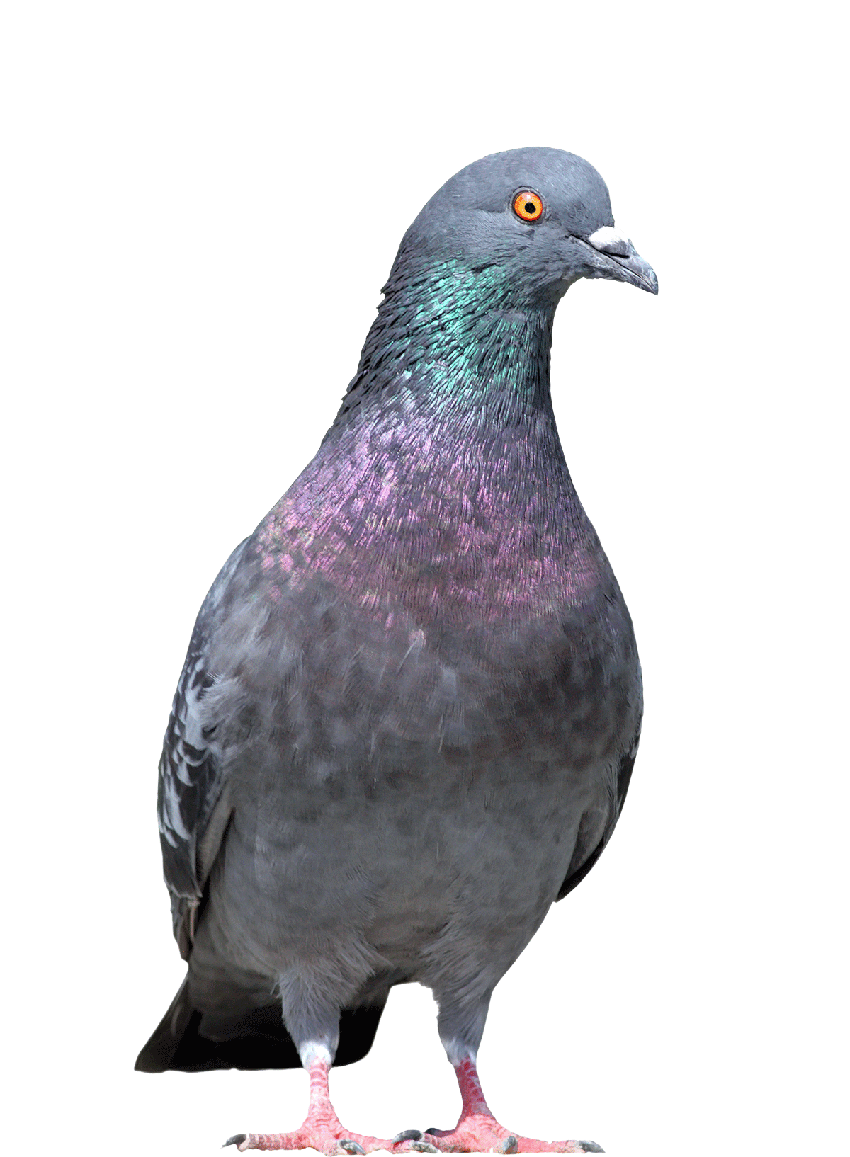 Göhlich_Umwelthygiene_Taubenabwehr_Fotolia_65993726_Subscription_Monthly_L