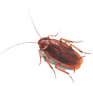 Göhlich_Umwelthygiene_tierlexikon_amer_schabe