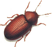 Göhlich_Umwelthygiene_tierlexikon_brotkaefer