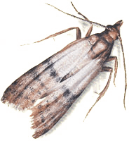 Göhlich_Umwelthygiene_tierlexikon_doerrobstmotte